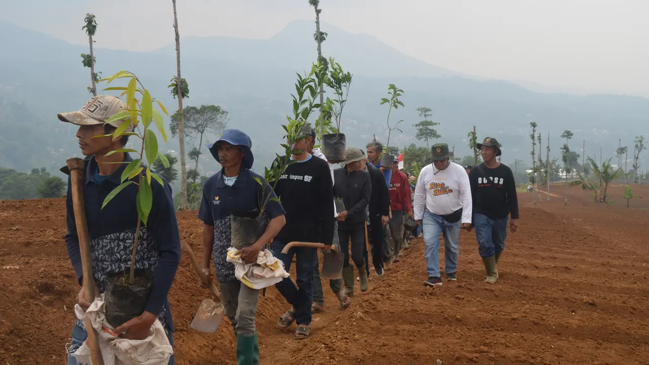 penanaman bibit pohon