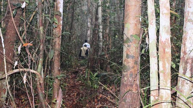 Taman Nasional Sebangau