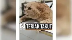 Seekor kucing tengah viral di media sosial lantaran tingkahnya saat dimandikan. Ia seperti meminta pertolongan dengan mengucapkan kata 'takut' berkali-kali.