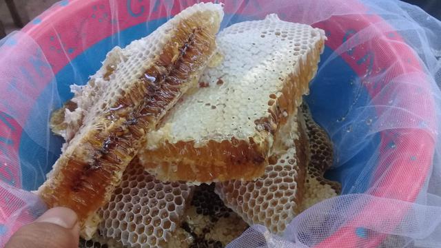 Kangsi atau sarang lebah madu siap diperas. (Foto: Liputan6.com/Ponpes Rubat Mbalong/Muhamad Ridlo)