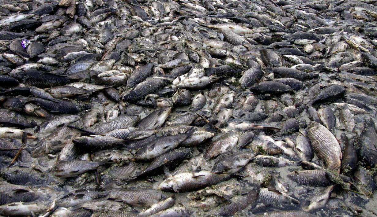 Foto Misterius Ribuan Ikan Mas Mati Mengapung Di Sungai Irak Global Liputan6 Com