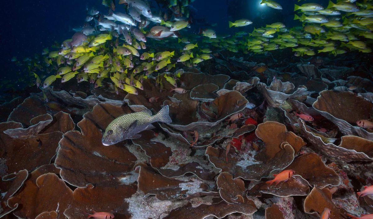 <b>Destinasi Diving Terbaik di Dunia</b>