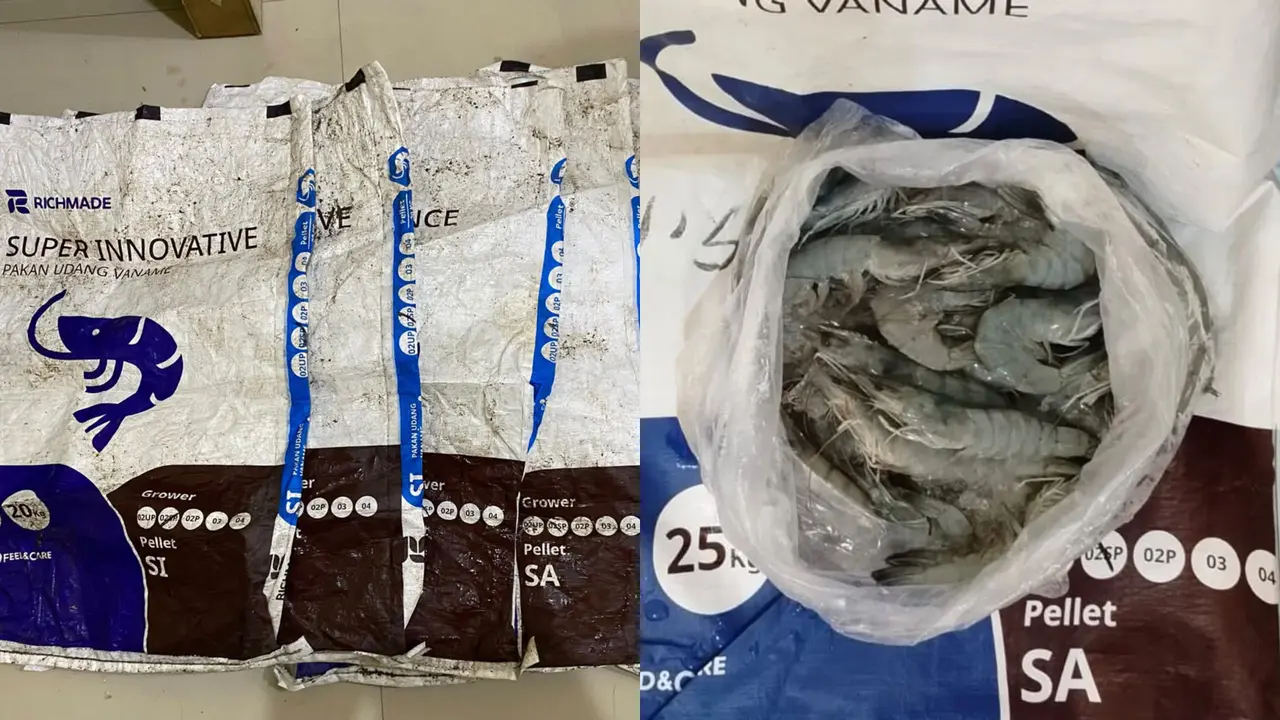 Berawal dari Foto Udang di Ponsel, Dugaan Penggelapan Tambak Rp500 Juta Terbongkar