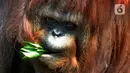 Orangutan Sumatra (Pongo Abelii) memakan dedaunan di Taman Margasatwa Ragunan (TMR), Jakarta, Selasa (23/2/2021). Walau masih tutup akibat pendemi COVID-19, pelayanan terhadap satwa di TMR tetap berjalan setiap hari dan sesuai protokol kesehatan. (merdeka.com/Arie Basuki)