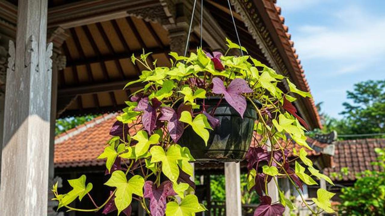 8 Tanaman Gantung Outdoor yang Tahan Panas dan Hujan, Awet dan Estetik