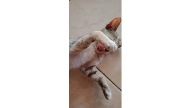 6 Foto Ini Buktikan Definisi 'Malu-malu Kucing' yang Sebenarnya