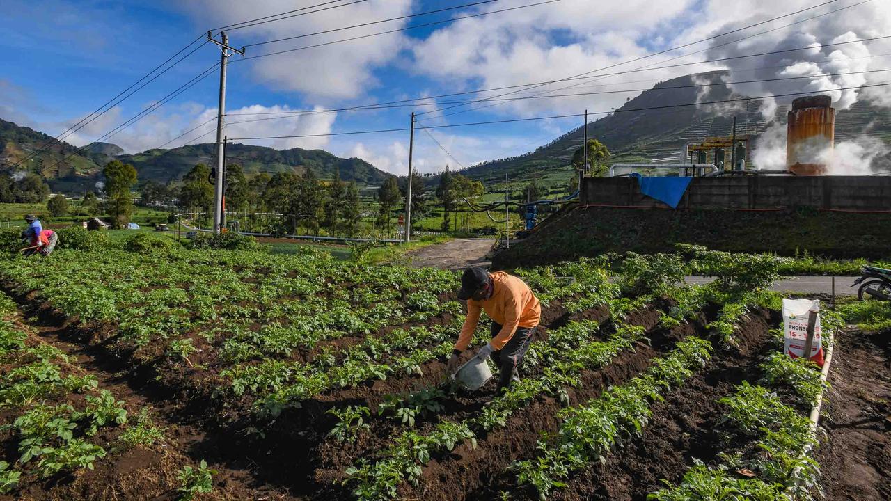 FOTO: Petani Kentang Dieng Terpinggirkan di Tengah Turunnya Harga Pupuk Subsidi