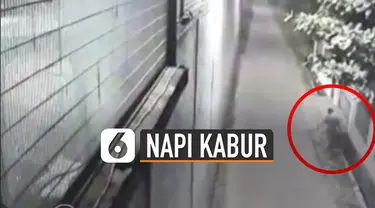 Baru-baru ini beredar video rekaman CCTV napi asal china kabur dari lapas lewat gorong-gorong. Pihak kepolisian masih mencari informasi atas kejadian ini.