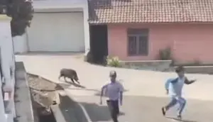Babi Hutan Mengamuk Bikin Panik Pengunjung Puskesmas