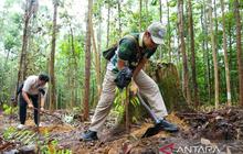 Otorita IKN Ajak Pengunjung Tinggalkan Jejak Hijau Lewat Penanaman 150 Tanaman Endemik