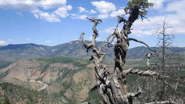 Jardine Juniper