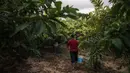 Petani Palestina memetik jambu biji pada awal musim panen tahunan di Khan Younis, Jalur Gaza Selatan, Rabu (7/9/2022). Banyak buah-buahan mudah tumbuh subur, seperti kurma, buah zaitun, mangga, stroberi, bahkan jambu biji. (AP Photo/Fatima Shbair)
