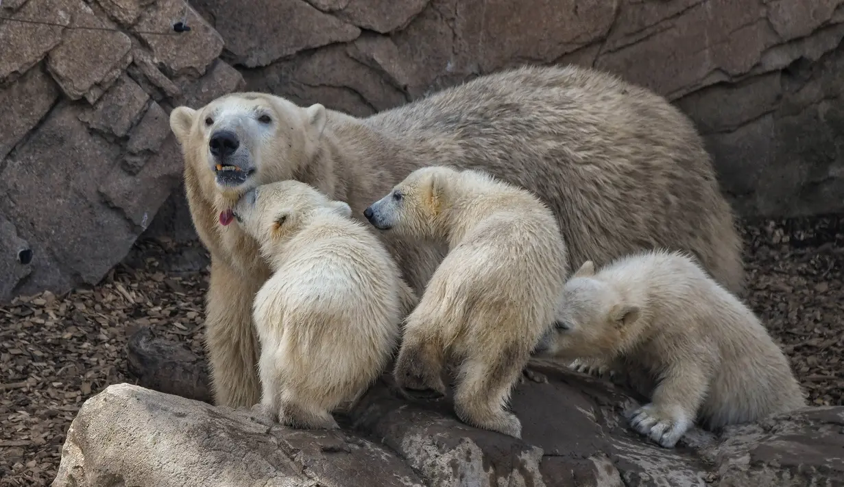 Seekor beruang kutub betina bersama dengan bayi kembar tiganya yang lahir pada Desember tahun lalu di taman hiburan Marineland di Kota Antibes, Prancis, Kamis (14/5/2020). (Xinhua/Serge Haouzi)