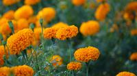 Ilustrasi bunga marigold. (Image by lachetas on Freepik)
