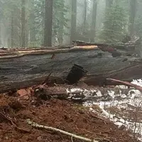 Hujan badai membuat Pioneer Cabin Tree, pohon raksasa di Calaveras Big Trees State Park, California roboh. (via: istimewa)