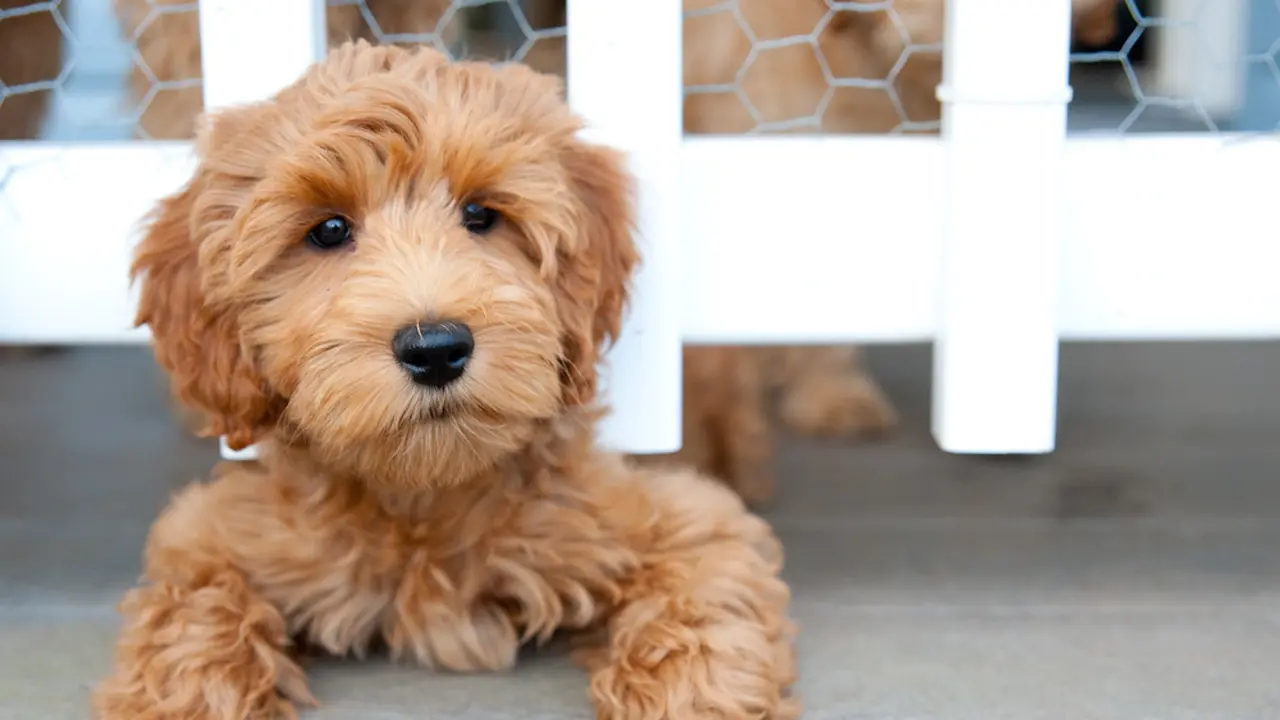 Anjing Lucu