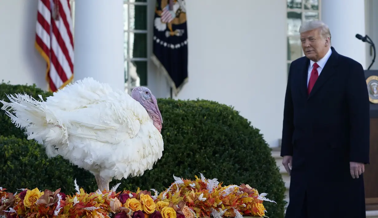 Presiden Donald Trump berjalan untuk mengampuni Corn si Kalkun Thanksgiving Nasional di Rose Garden, Gedung Putih, Washington, Amerika Serikat, Selasa (24/11/2020). Thanksgiving adalah hari libur resmi di Amerika Serikat. (AP Photo/Susan Walsh)