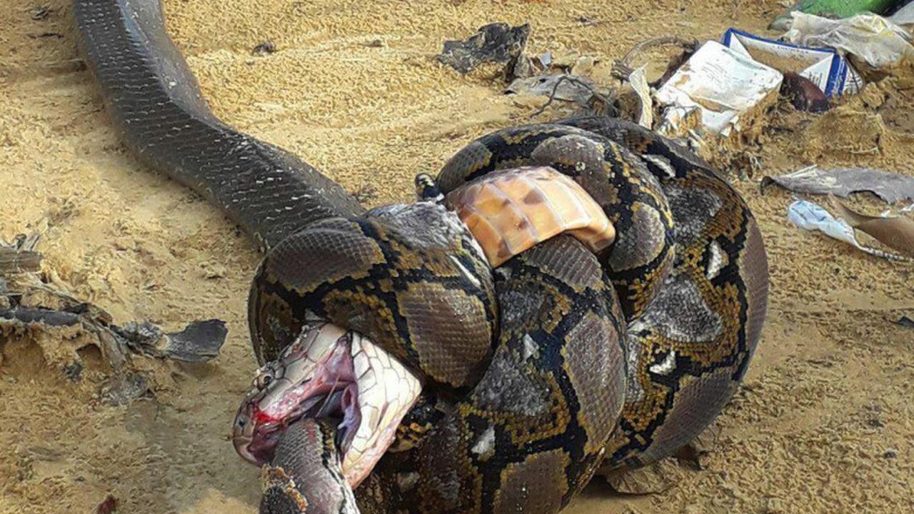 Piton Lawan King Kobra Mana yang Akan Menang?