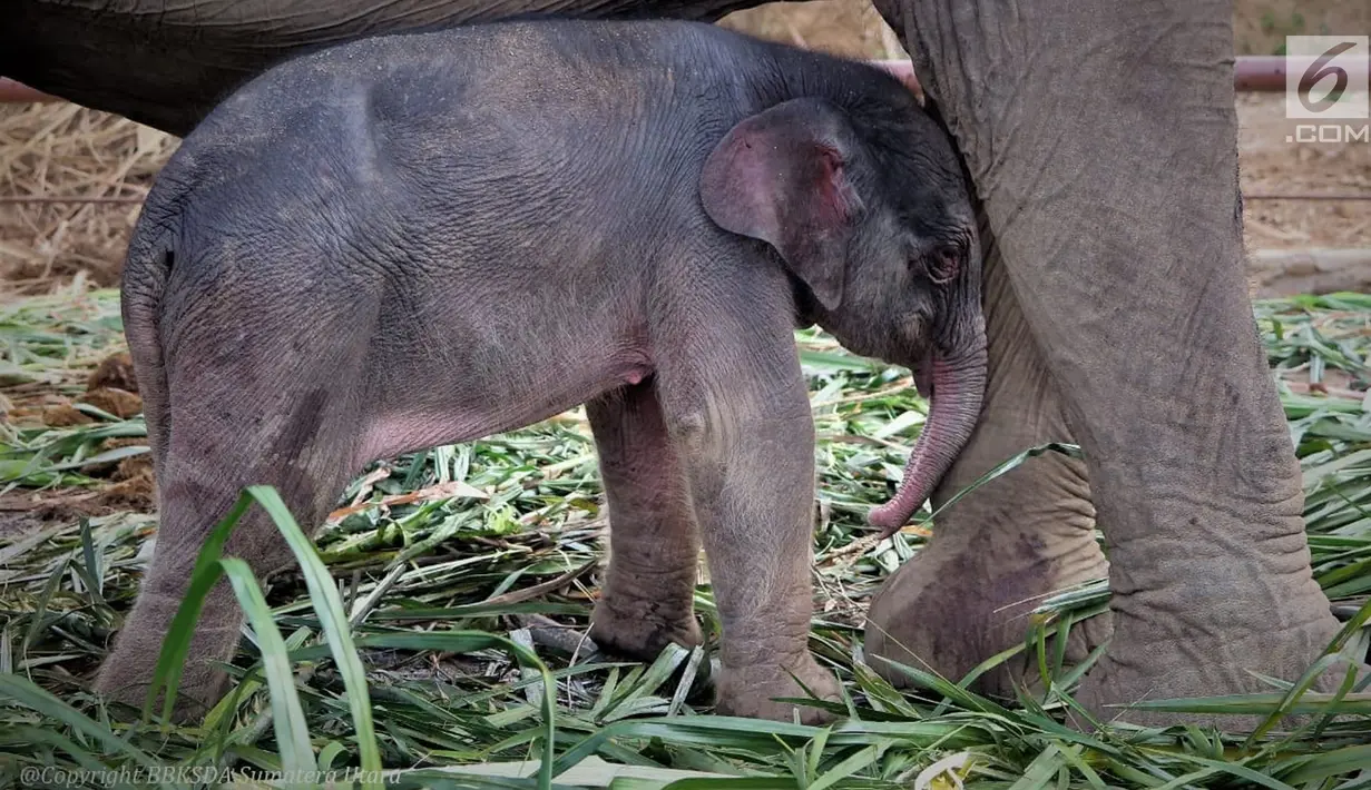 Anak Gajah Sumatera (elephas maximus sumatranus) yang lahir secara alami terlihat di Barumun, Sumatera Utara. Gajah ini dilahirkan di Barumun Nagari Wildlife Sanctuary (BNWS), yang merupakan mitra BBKSDA Sumut, KLHK. (Liputan6.com/HO/Humas KLHK)