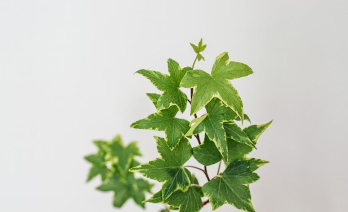Ilustrasi Tanaman English Ivy/Photo by Claudia Pop on Unsplash