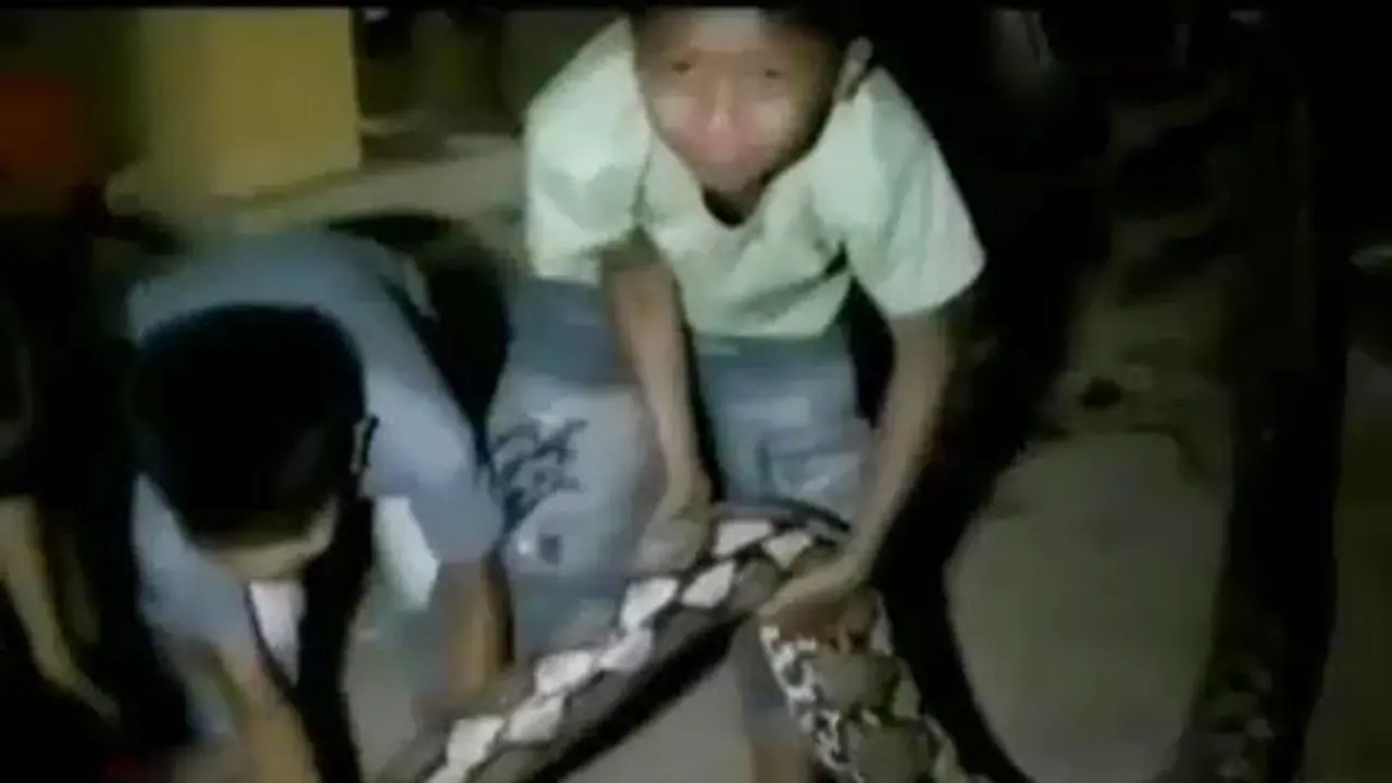 Penemuan Belasan Ular Piton 