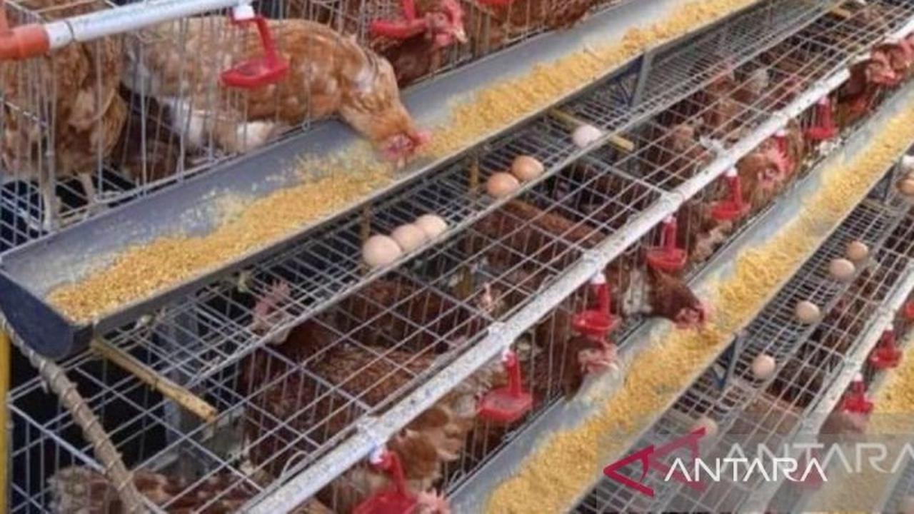 Pelaku Usaha Tambah 34,6 Ton Pasokan Telur Ayam Ras Babel Jelang Imlek dan Ramadhan