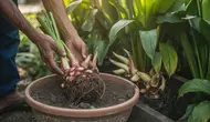 Cara Menanam Lengkuas di Pot dan Pekarangan agar Rimpang Besar dan Panen Melimpah