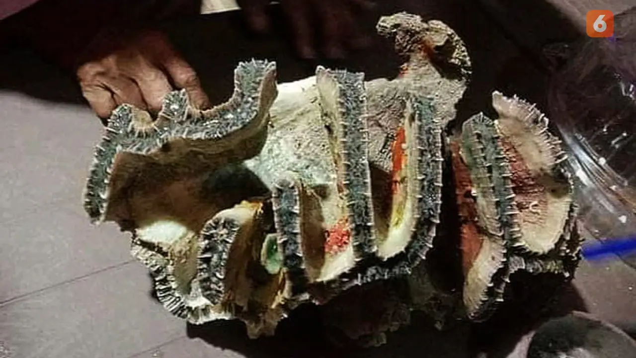 Kerang Berbentuk Lafadz Allah Hebohkan Warga Goorontalo Utara (Arfandi Ibrahim/Liputan6.com)