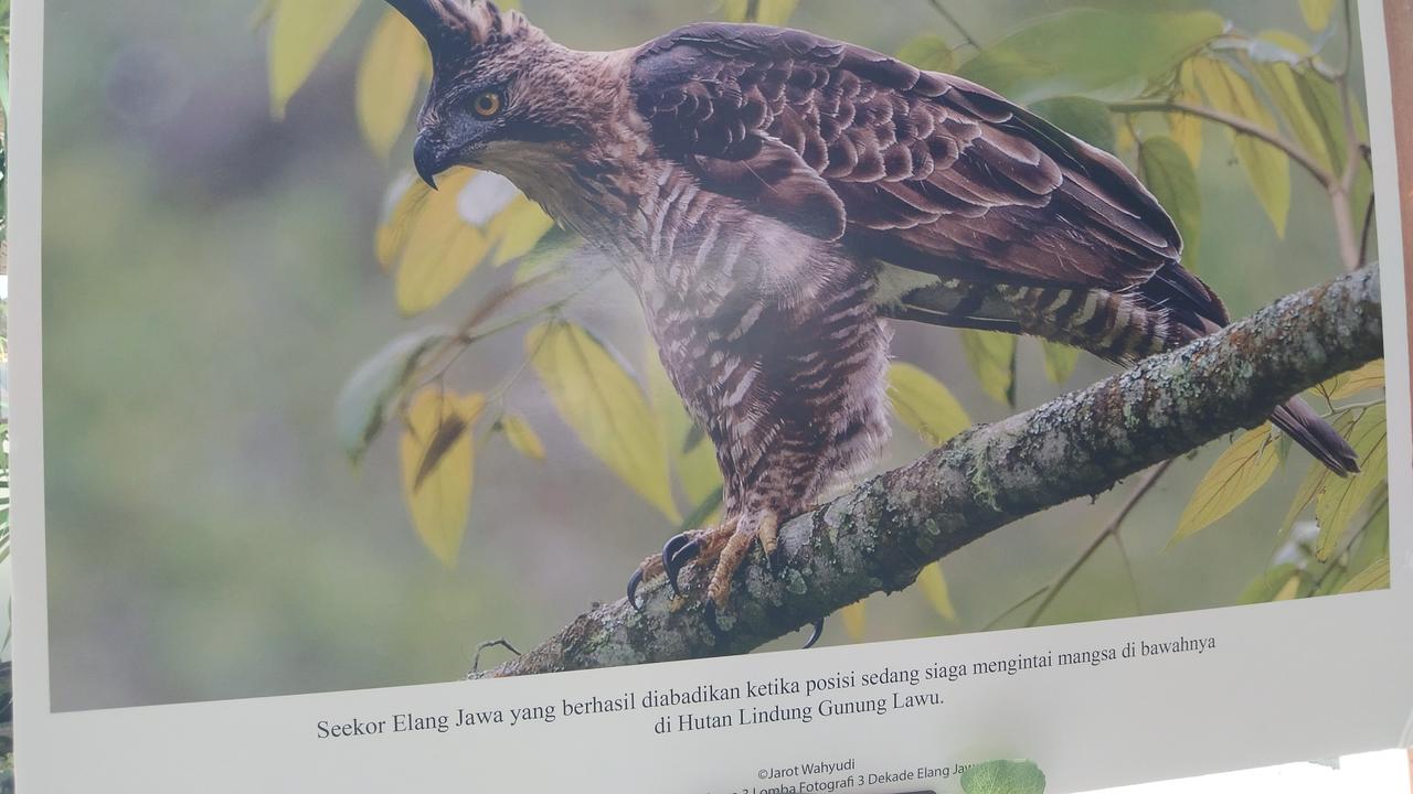 Zaini Rakhman selaku peneliti burung Elang Jawa sekaligus Ketua Raptor Indonesia (RAIN), Jumat (21/8). (merdeka.com/Foto Kadafi)