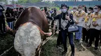 Kontes Sapi Bupati Jember Cup 2022 Kelas A atau ekstrim dimenangkan oleh sapi Penton asal Tangerang, disusul Sapi Wisanggeni, Lumbir, Banyumas dan Arjuna, Situbondo. (Foto: Liputan6.com/Jemberkab.go.id)
