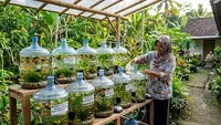 7 Cara Budidaya Ikan Molly di Galon Bekas agar Cepat Berkembang Biak, Cocok untuk Pemula
