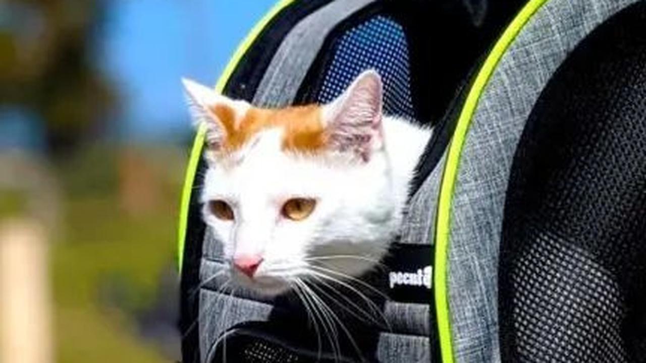 <b>Membawa atau Meninggalkan Kucing?</b>