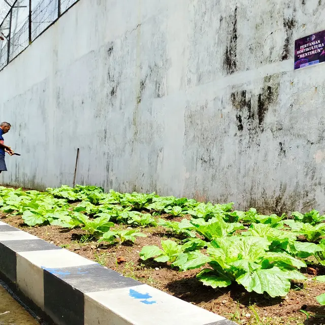 Cara Menanam Sawi di Tanah Berpasir dan Kerikil