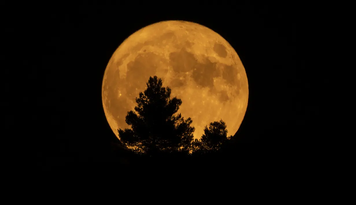 Supermoon terbit di balik pohon di Nemea, sekitar 100 kilometer (62 mil) barat daya Athena pada hari Selasa, 1 Agustus 2023. Alam semesta menawarkan fitur ganda di bulan Agustus: sepasang supermoon yang berpuncak pada bulan biru yang langka. (AP Photo/Petros Giannakouris)