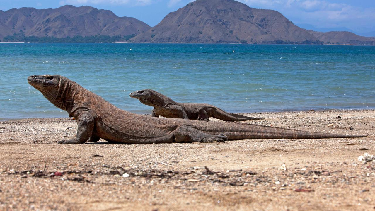 Siapkan Kocek Sebesar Rp 3,75 Juta Untuk Wisata Ke Taman Nasional Komodo Per 1 Agustus 2022