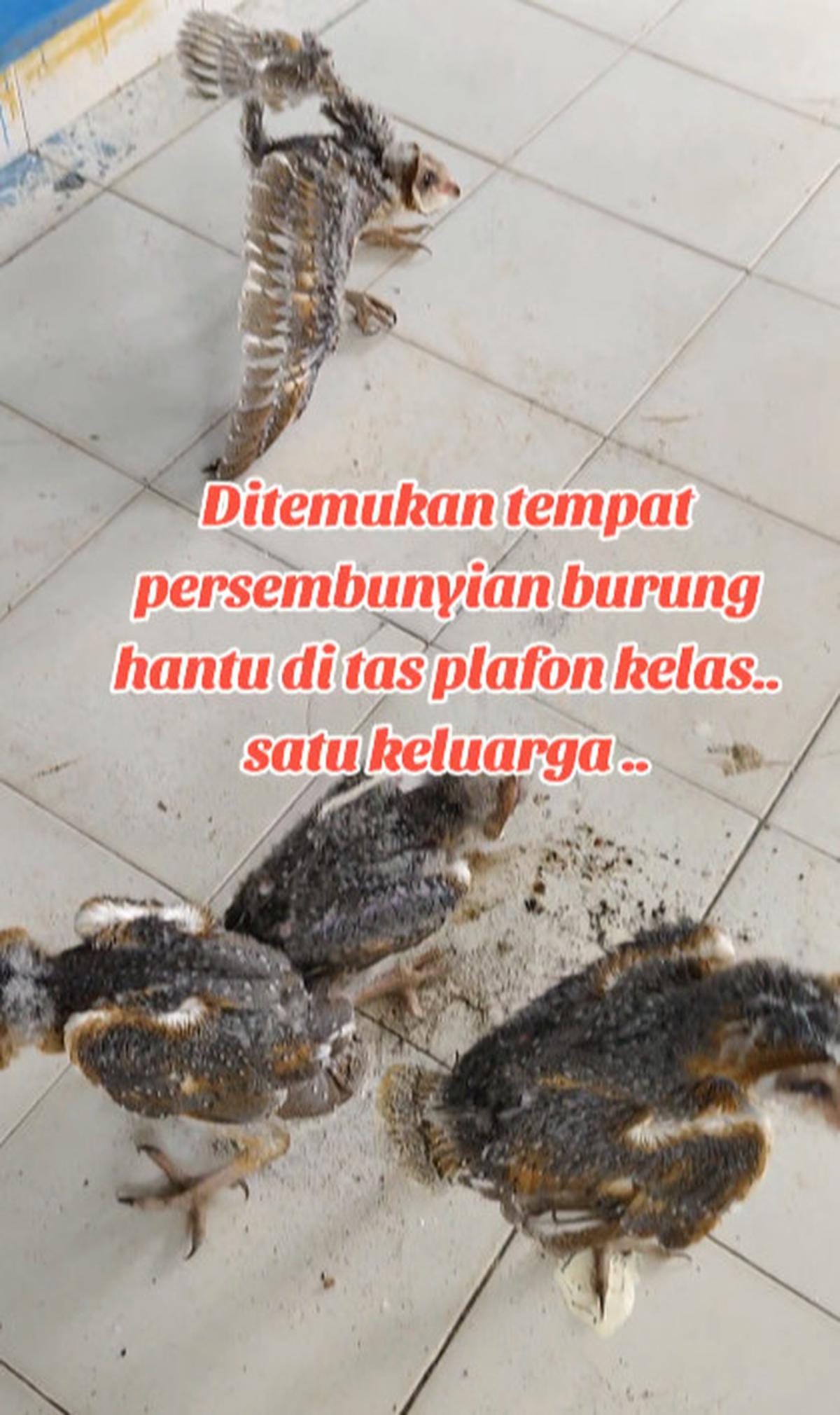 Viral Penemuan 10 Ekor Burung Hantu di Atap Kelas, Curi Perhatian