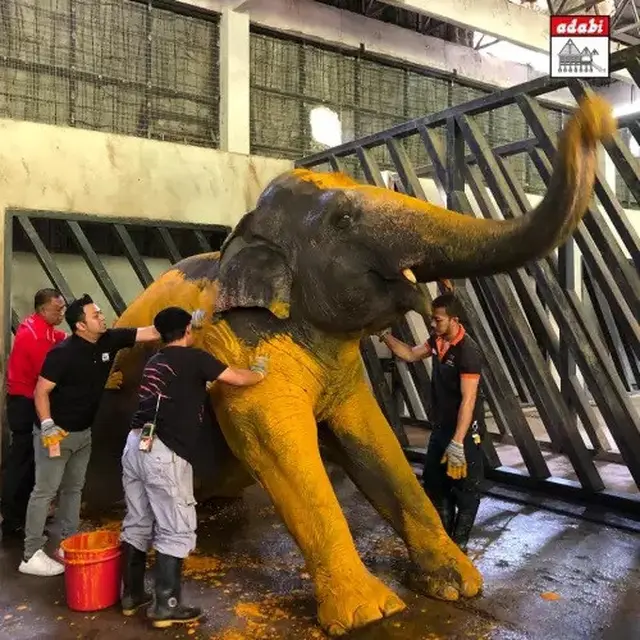Gajah di Kebun Binatang Ini Perawatan Kulit Dengan Pijat dan Spa dari Kunyit