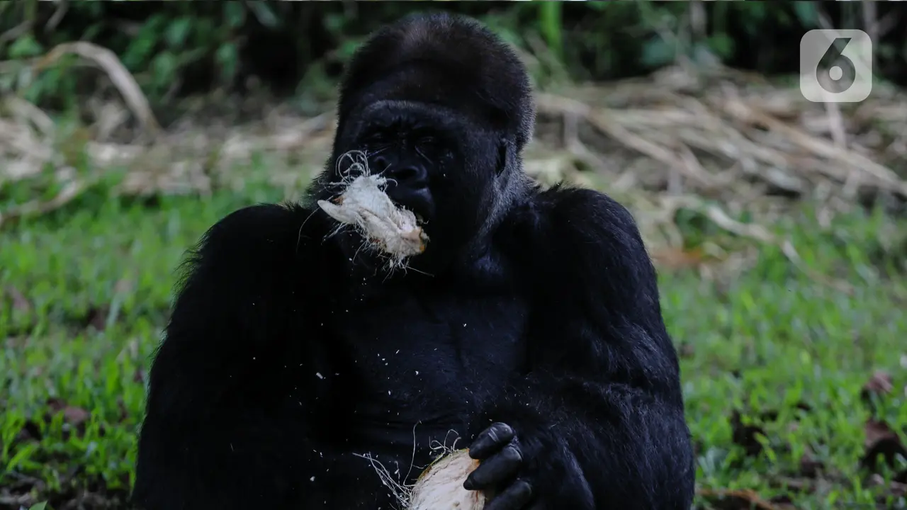 FOTO: Melihat Kondisi Hewan di Ragunan Pasca Penerapan WFH dan PSBB
