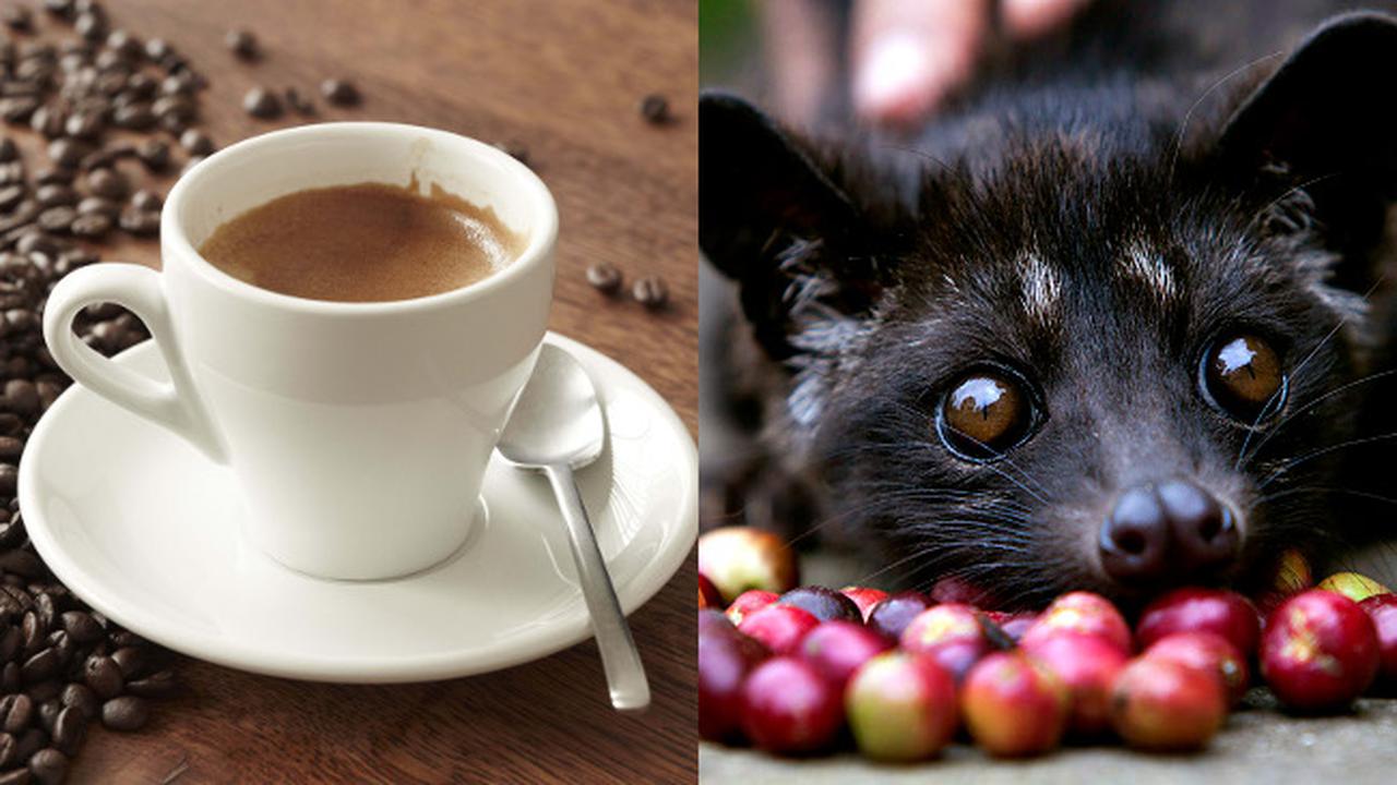 Kisah Dibalik Kopi Luwak yang Tak Banyak Diketahui