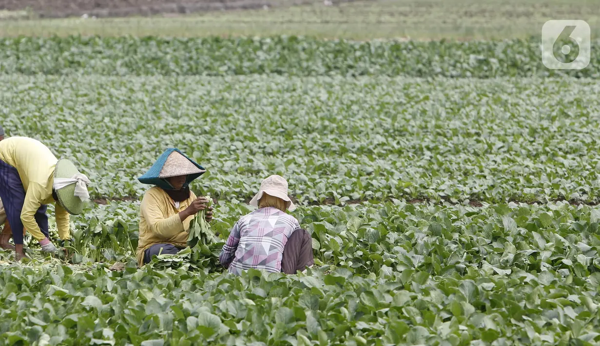 Petani memanen sayuran di Tangerang, Banten, Kamis (8/7/2021). Kredit Usaha Rakyat (KUR) membantu petani mendapatkan modal untuk menjalankan usahanya serta membantu menjaga produktivitas di masa pandemi. (Liputan6.con/Angga Yuniar)