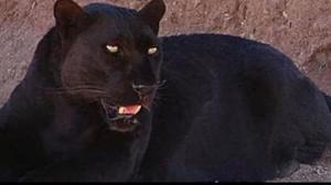 Masuk Rumah Warga, Macan Kumbang Batang Dibius dan Diserahkan ke BKSDA
