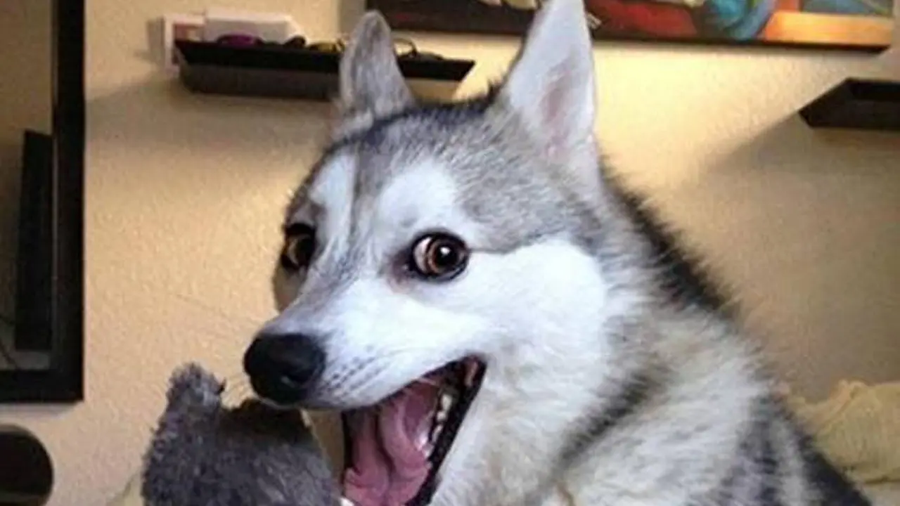 10 Jokes dari Si Anjing Jayus Bakal Bikin Malam Takbiranmu Ceria