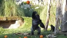 Seekor gorila melempar labu ke udara saat pemotretan merayakan Hari Halloween di Kebun Binatang London, Inggris, Kamis (25/10). (Yui Mok/PA via AP)