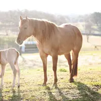 Uuuuuuw! Lucunya anak-anak anjing ini. :3