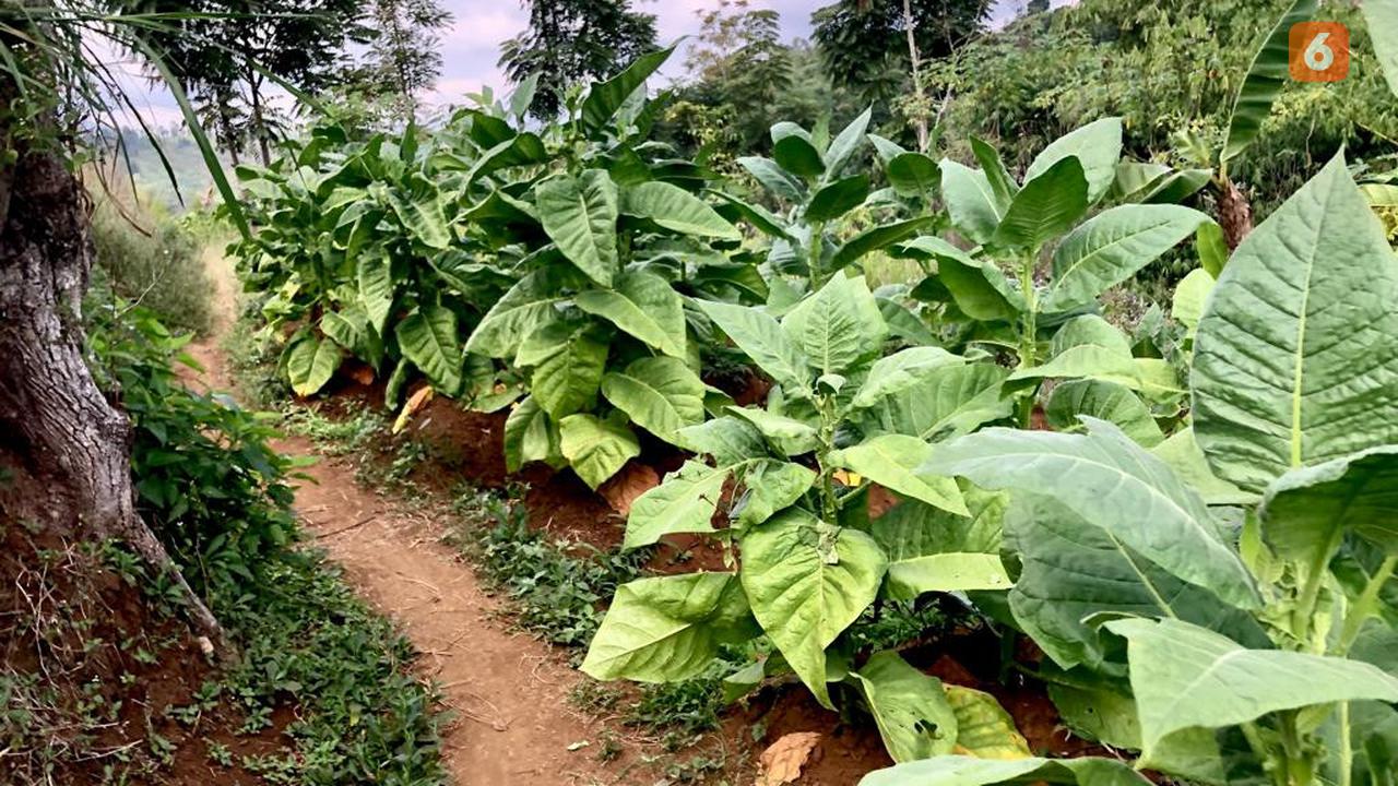 Ilustrasi tembakau, rokok