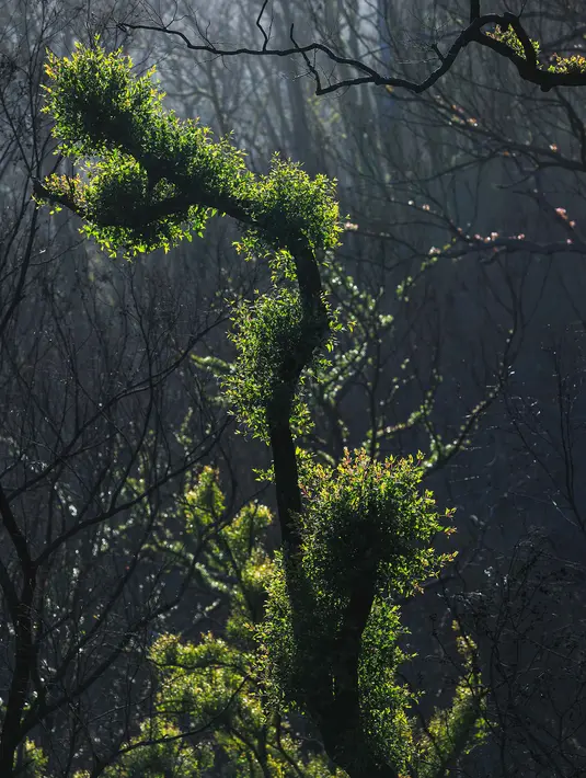 Pohon-pohon kembali bertunas setelah sempat terbakar hangus dalam kebakaran hutan di dekat Teluk Batemans, Australia, Jumat (27/2/2020). Kebakaran hutan di Australia dikaitkan dengan fenomena perubahan iklim karena pemanasan global. (Xinhua/Chu Chen)