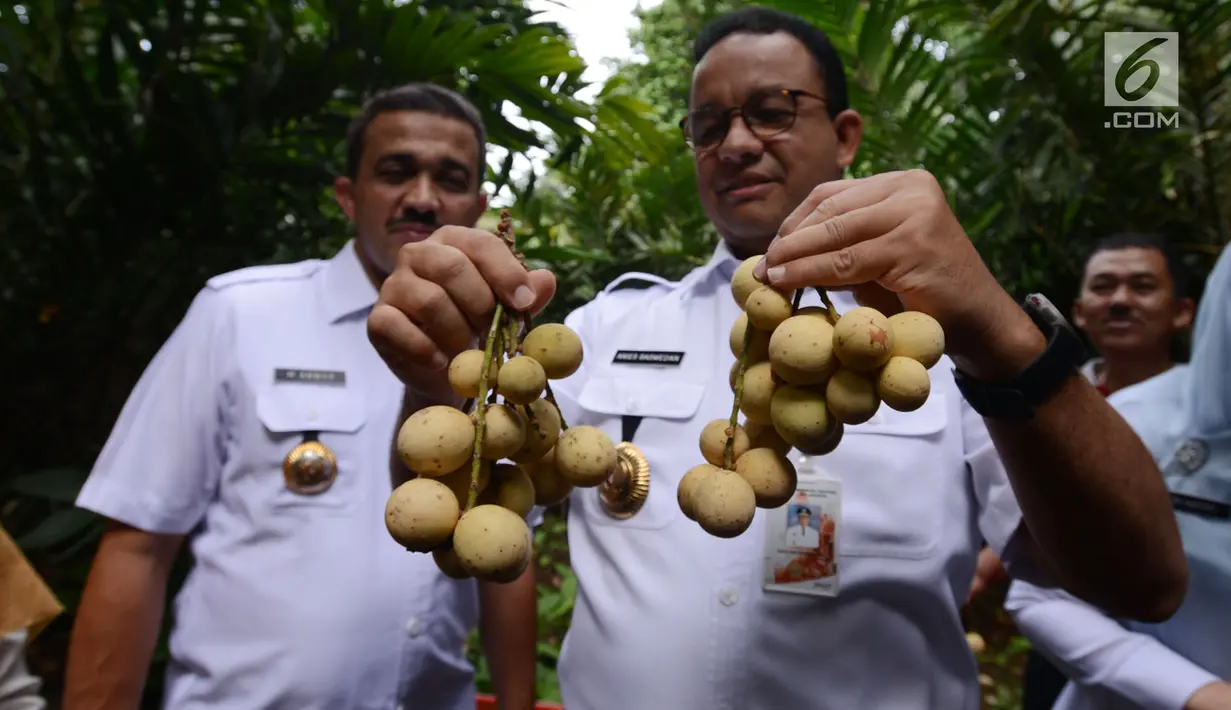 Gubernur DKI Jakarta Anies Baswedan menunjukkan buah dukuh saat ikut menghadiri acara panen  di Cagar Buah Condet, Kramatjati, Kamis (14/3). Anies meminta masyarakat untuk menjadikan kawasan tersebut sebagai lokasi wisata. (merdeka.com/Imam Buhori)