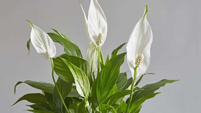 Peace Lily