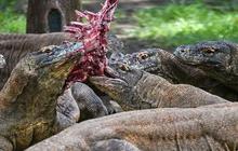 FOTO: KBS Pinjamkan Komodo Selama 5 Tahun untuk Program Konservasi Jepang