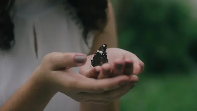 Ilustrasi Kupu-kupu